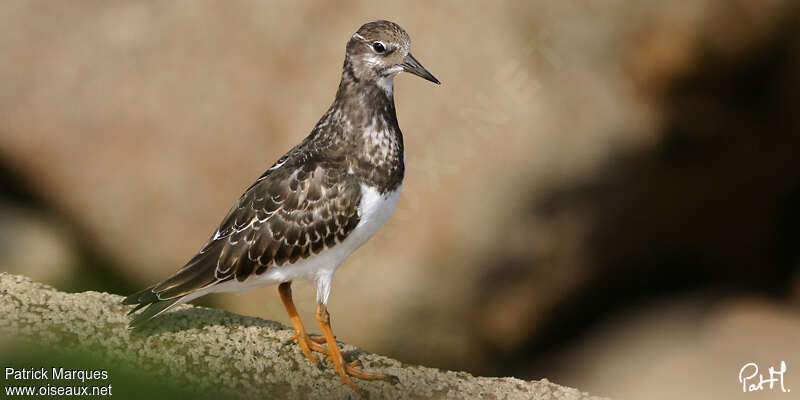 Ruddy Turnstonejuvenile, identification