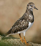 Ruddy Turnstone