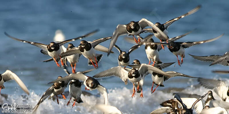 Ruddy Turnstone, Flight