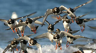 Ruddy Turnstone