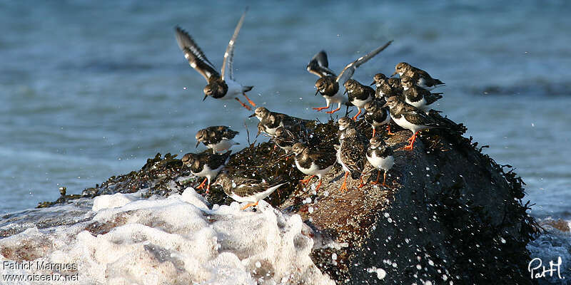 Ruddy Turnstone, Behaviour