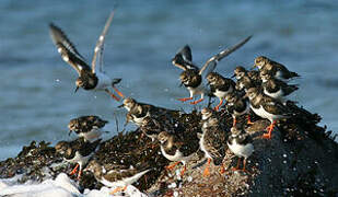 Ruddy Turnstone