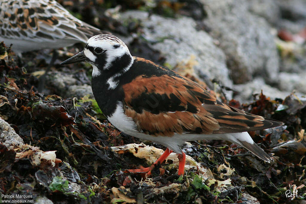 Ruddy Turnstone male adult breeding, identification