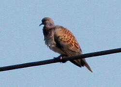 European Turtle Dove