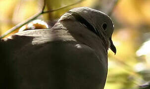 Eurasian Collared Dove