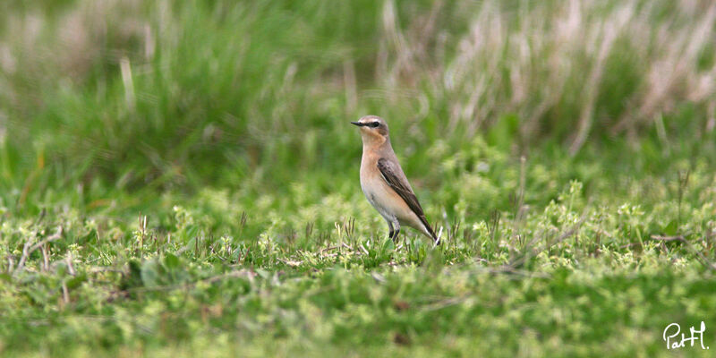 Northern Wheatear female First year, identification