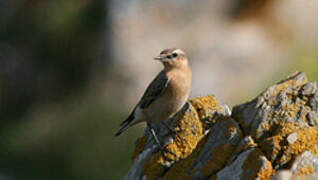 Northern Wheatear