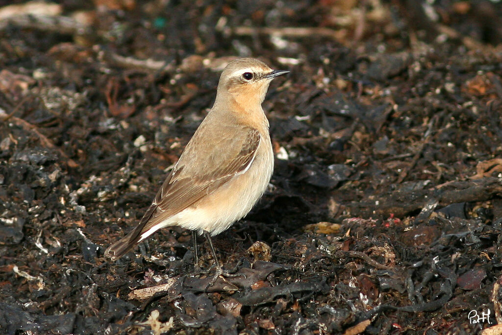 Traquet motteux femelle, identification