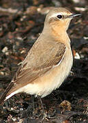 Northern Wheatear