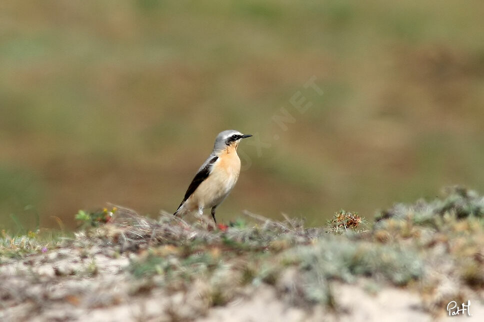 Traquet motteux mâle, identification