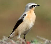 Northern Wheatear