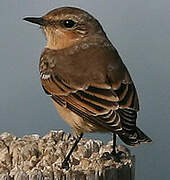 Northern Wheatear