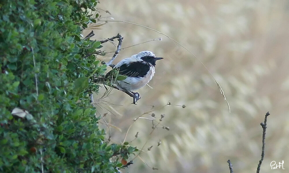 Black-eared Wheatear male