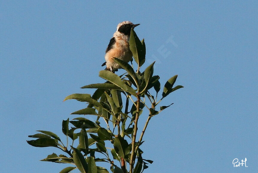 Traquet oreillard mâle adulte, identification