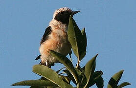 Western Black-eared Wheatear