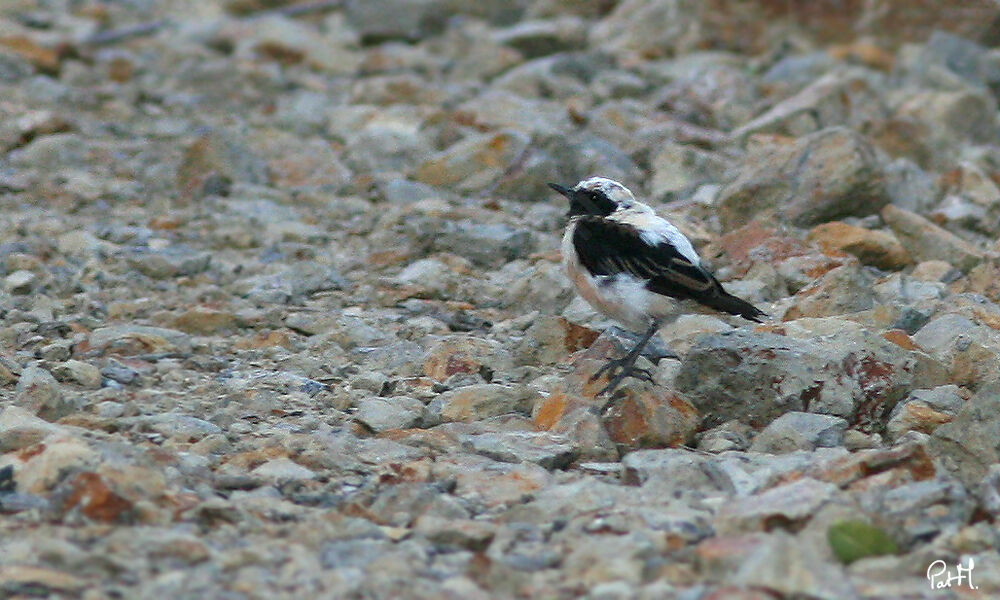 Black-eared Wheatear male