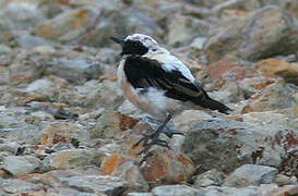 Black-eared Wheatear