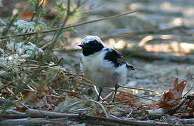 Western Black-eared Wheatear