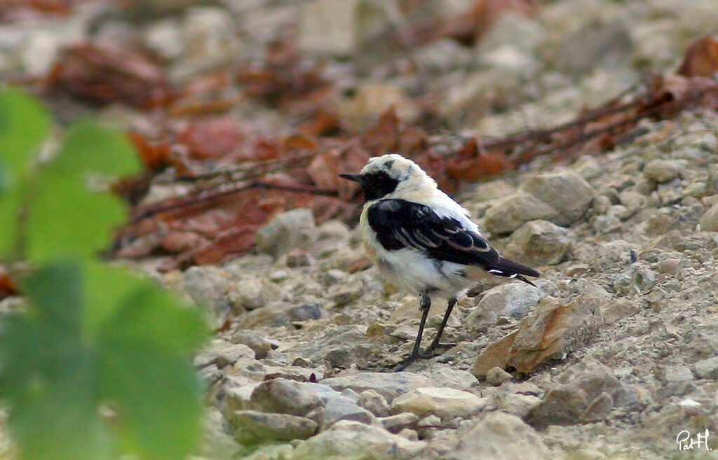 Western Black-eared Wheatear male