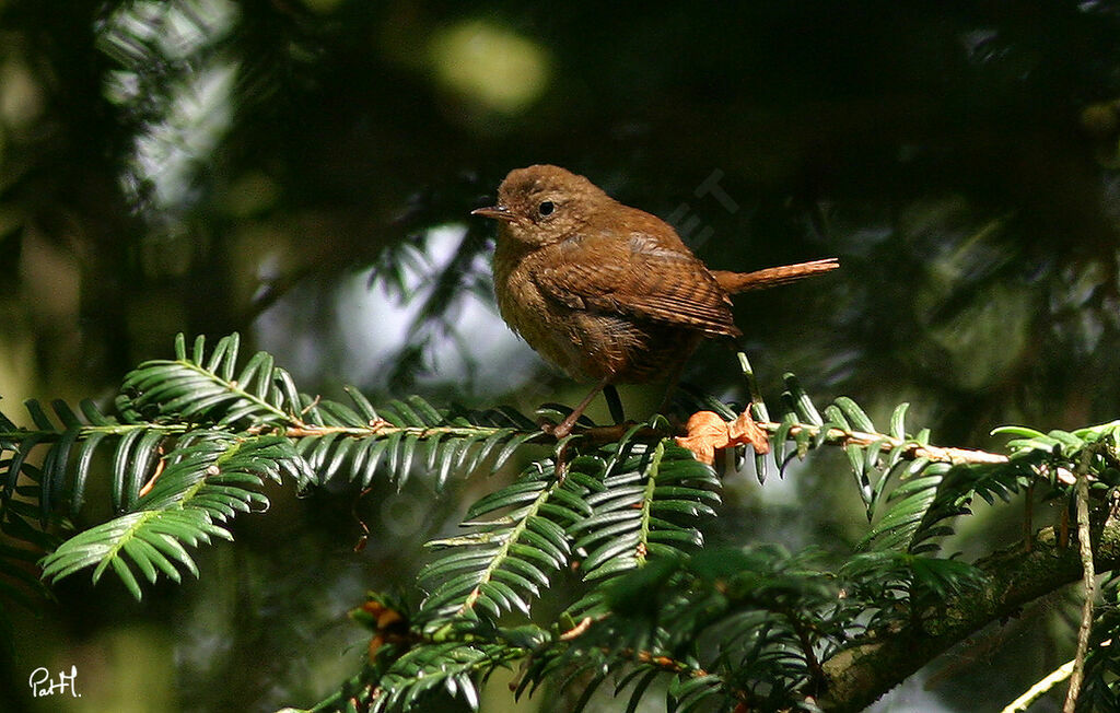 Eurasian Wren, identification