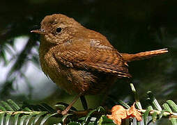 Eurasian Wren