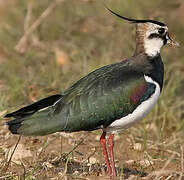 Northern Lapwing