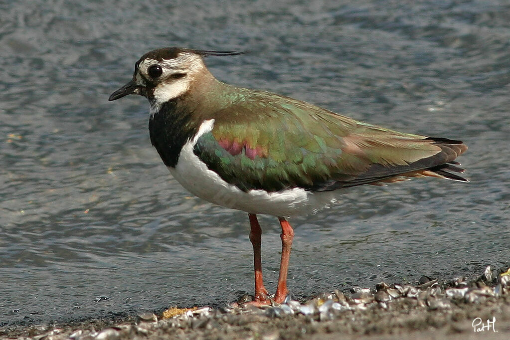 Northern Lapwingadult breeding, identification