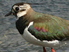 Northern Lapwing