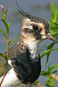 Northern Lapwing