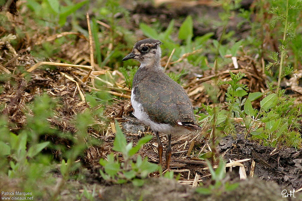 Vanneau huppéjuvénile, identification