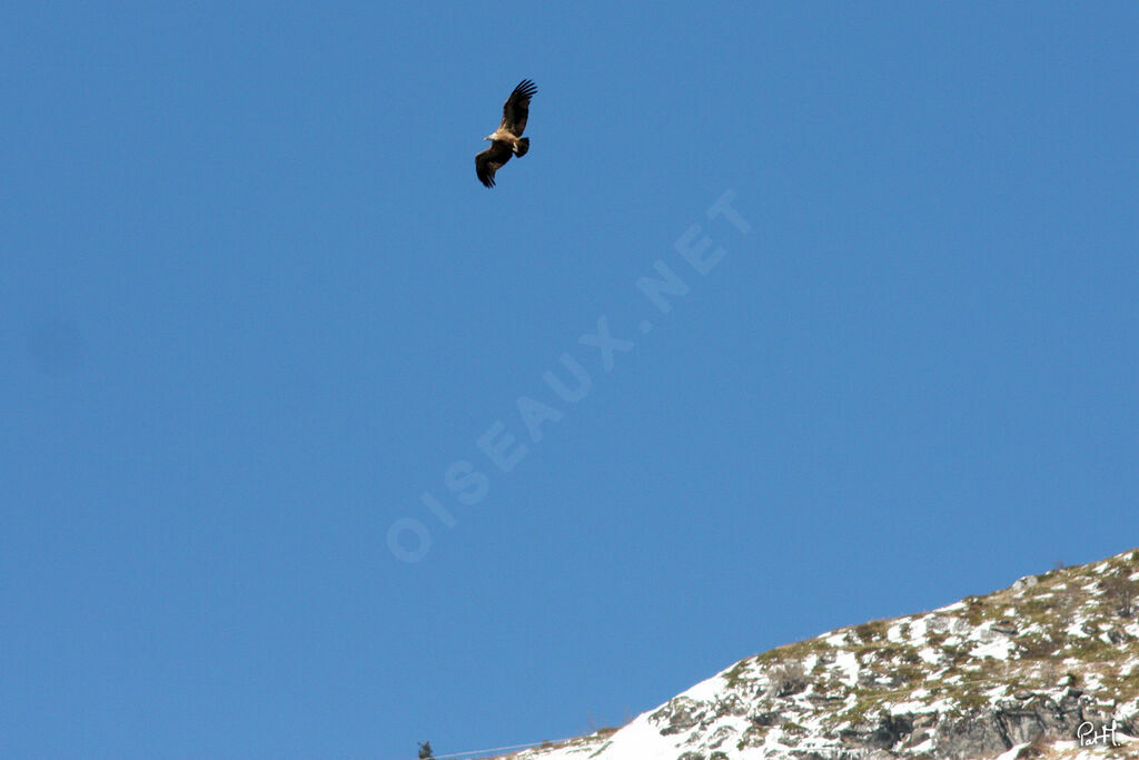 Griffon Vulture