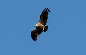 Griffon Vulture