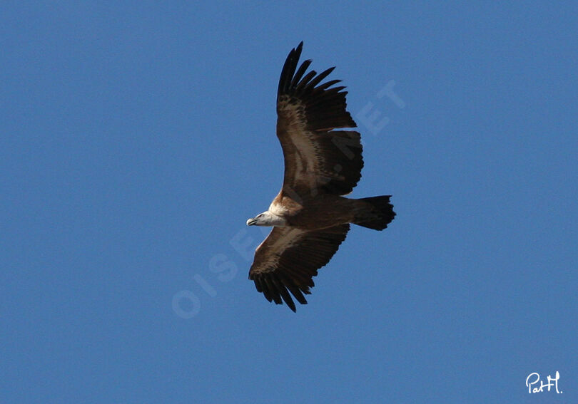 Griffon Vulture, Flight