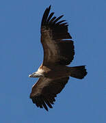 Griffon Vulture