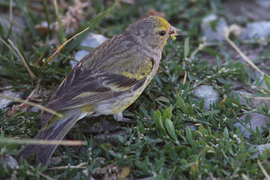 Citril Finchadult, identification