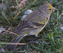 Citril Finch