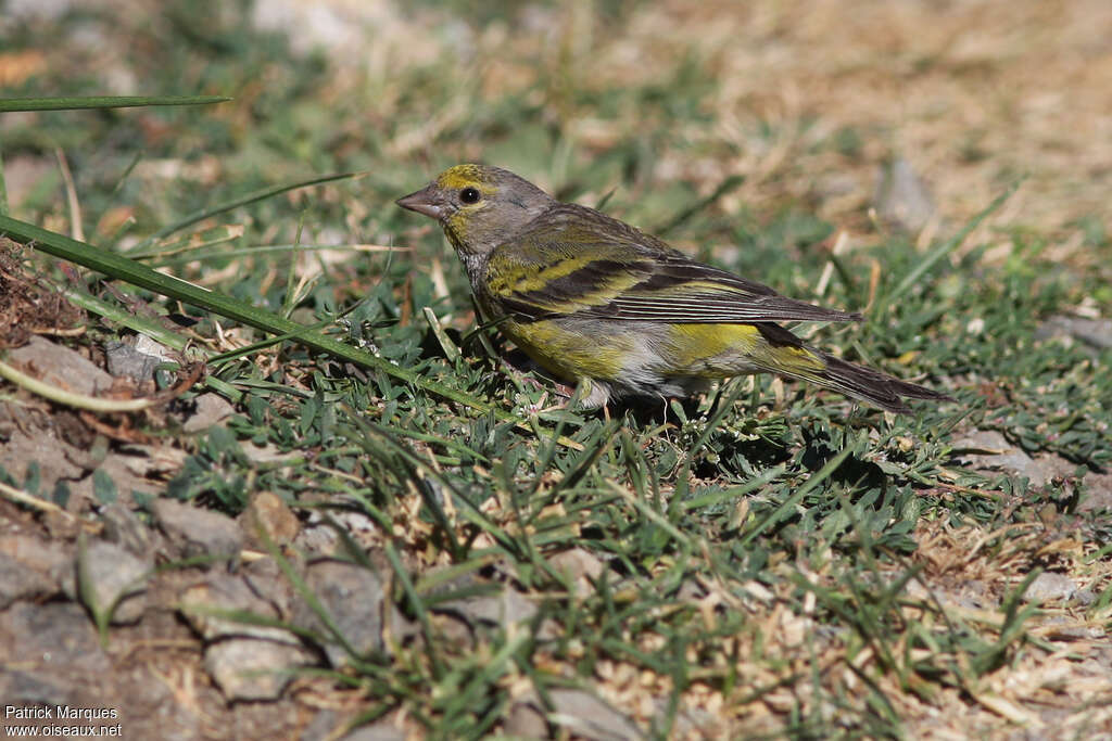 Citril Finchadult post breeding, identification