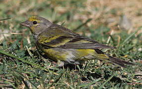 Citril Finch