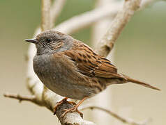 Dunnock