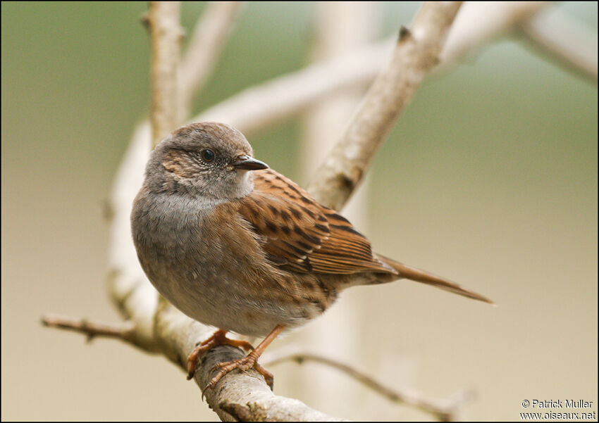 Dunnock