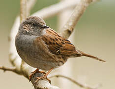 Dunnock