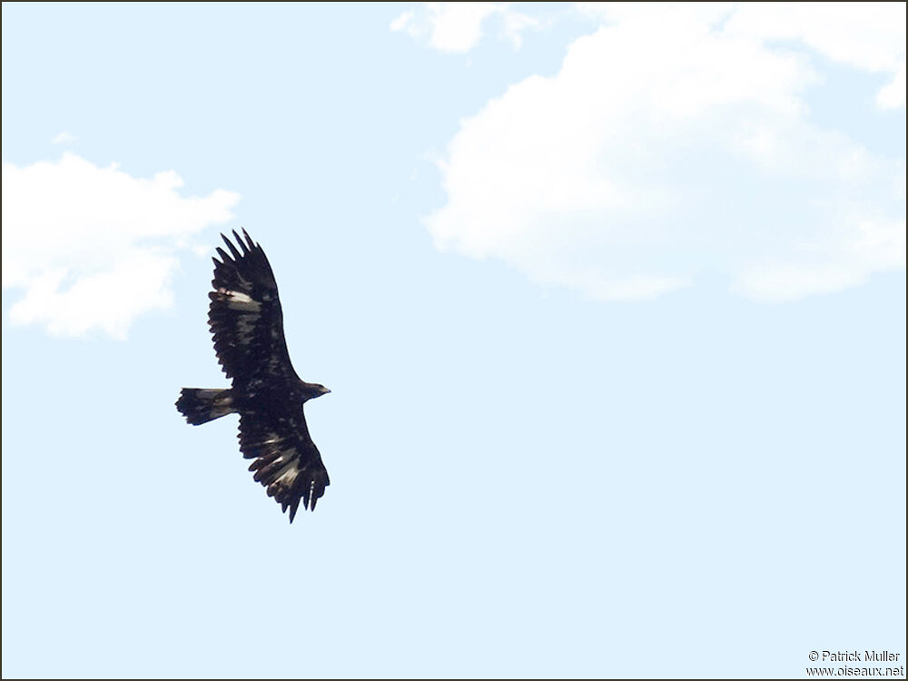 Golden Eaglesubadult, Flight