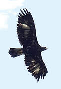 Golden Eagle