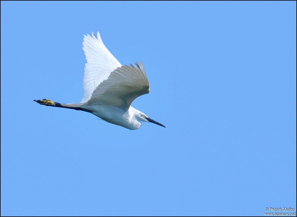 Aigrette garzette