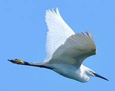 Little Egret