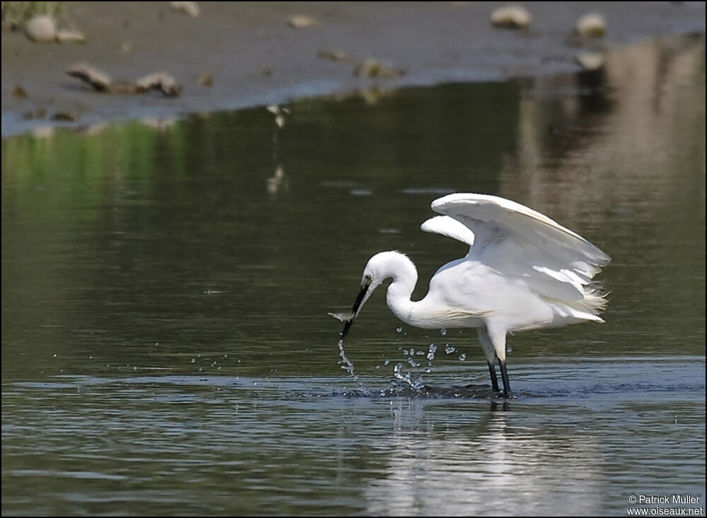 Aigrette garzette