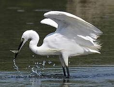 Little Egret