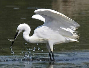 Aigrette garzette