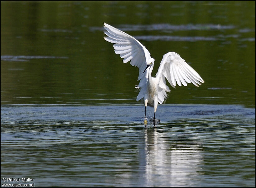 Aigrette garzette, Comportement