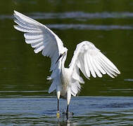 Little Egret